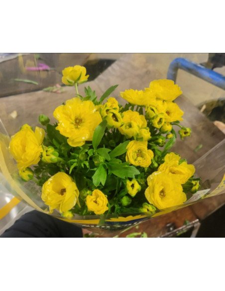 Butterfly Ranunculus Yellow 120  stems