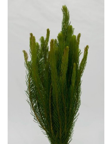 Australian Pine Australian Pine