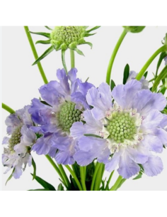 Wholesale Scabiosa Fama Lavender - 50/100 Stems Bulk | Florasource