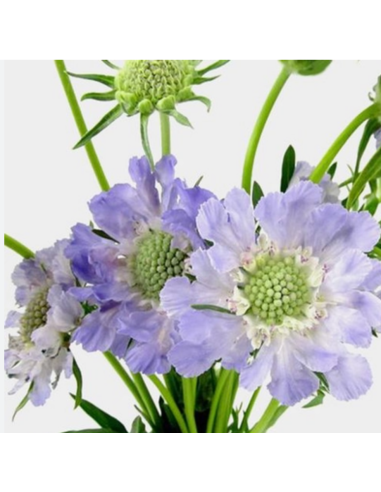 Wholesale Scabiosa Fama Lavender - 50/100 Stems Bulk | Florasource