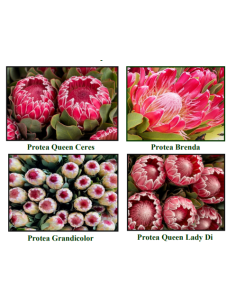 Protea Brenda Grandicolor 10 / 20 Stems