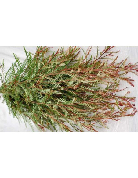 Grevillia Ivanhoe
