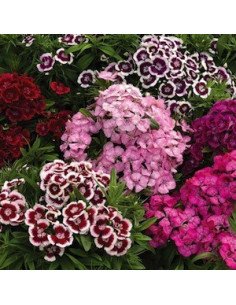 Dianthus By the Box 10 Bunches 2