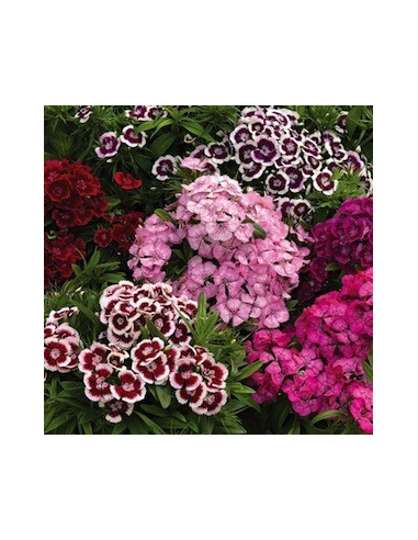 Dianthus By the Box 10 Bunches