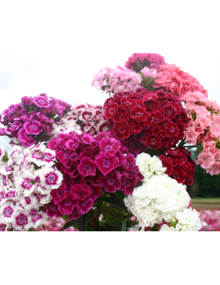 Dianthus "Sweet William" RAINBOW MIX 5 / 10 / 15 / 20 bunches