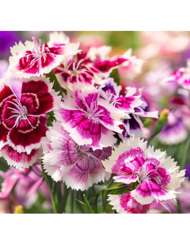 Wholesale Dianthus Sweet William Rainbow Mix - Bulk Bunches