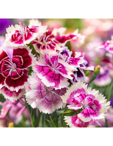 Wholesale Dianthus Sweet William Rainbow Mix - Bulk Bunches