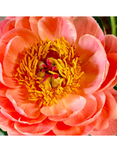 Coral Sunset or Coral Charm Peonies 80 stems for wholesale by Florasource