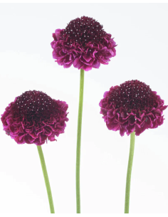 Wholesale Scabiosa Scoop Raspberry - 50/100 Stems Bulk