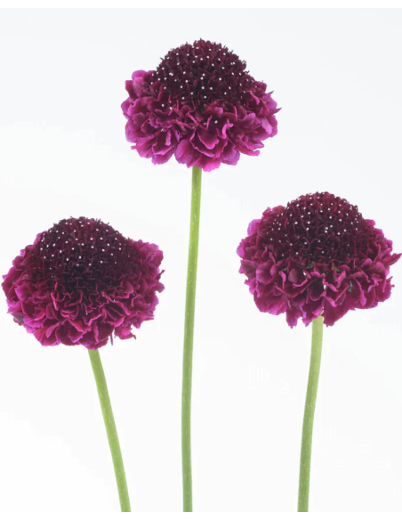 Wholesale Scabiosa Scoop Raspberry - 50/100 Stems Bulk