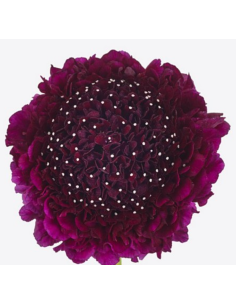Wholesale Scabiosa Scoop Raspberry - 50/100 Stems Bulk 2