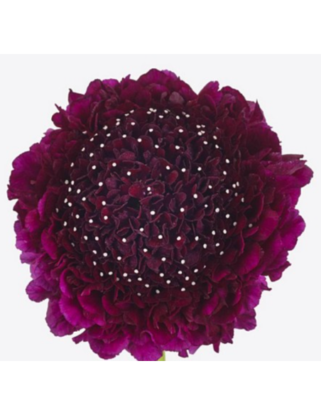 Wholesale Scabiosa Scoop Raspberry - 50/100 Stems Bulk
