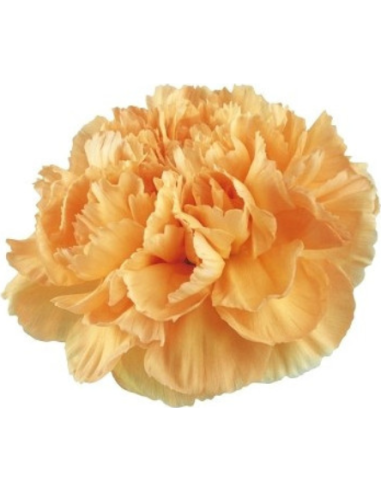 Solid Peach Carnations | Soft Peach Carnations Wholesale (175 Stems)