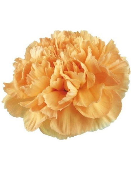 Carnations Solid Peach 100 stems INCOMING 3/18