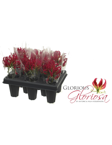 Gloriosa Lily 20cm 40 stems