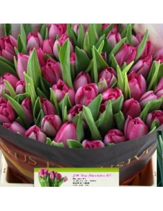 Tulip Double Mumbai 50 stems