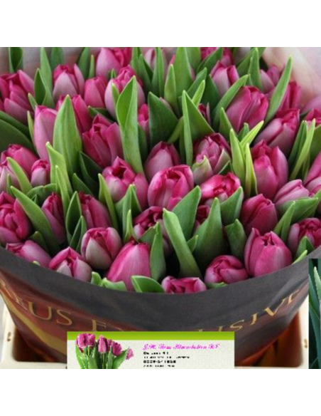 Tulip Double Mumbai 50 stems