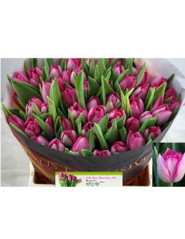 Tulip Double Mumbai 50 stems