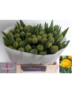 Tulip Double Yellow pom pon 50 stems