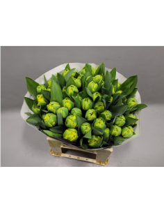 Tulip Double Yellow pom pon 50 stems 2