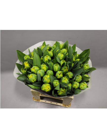 Tulip Double Yellow pom pon 50 stems