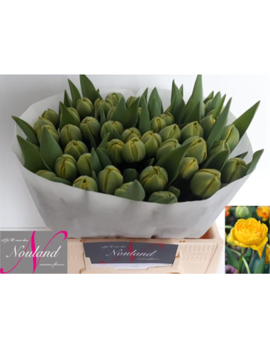 Tulip Double Yellow pom pon 50 stems Tulip Double Yellow pom pon 50 stems
