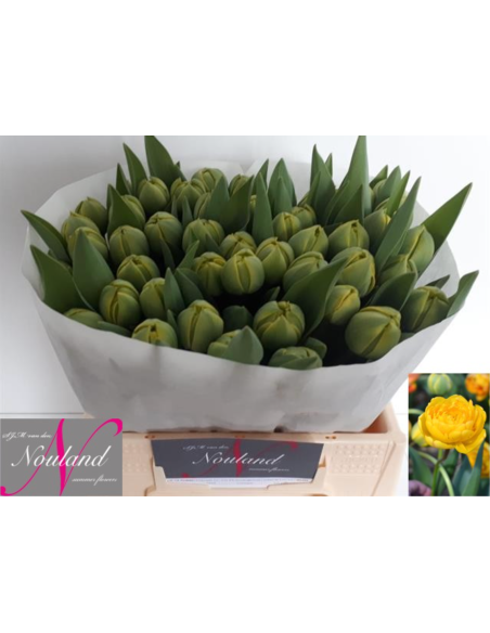 Tulip Double Yellow pom pon 50 stems