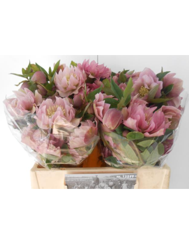 Helleborus double ellen pink 40 / 80 stems