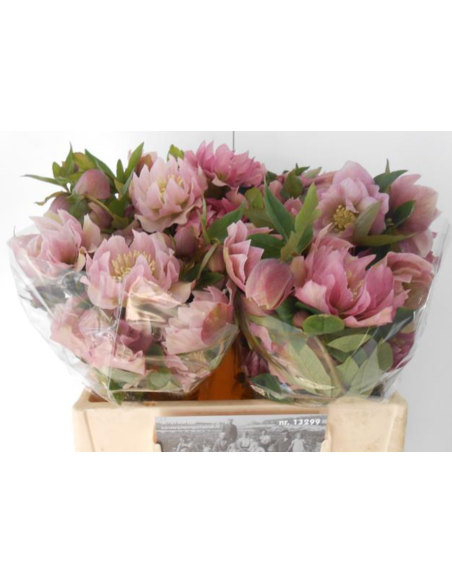 Helleborus double ellen pink 40 / 80 stems