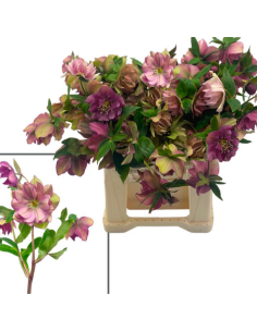 Helleborus double ellen pink 40 / 80 stems 2