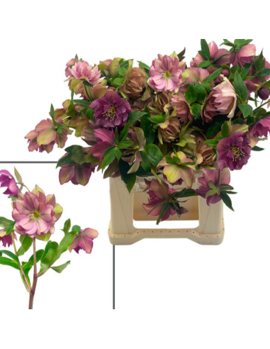Helleborus double ellen pink 40 / 80 stems Helleborus double ellen pink 40 / 80 stems