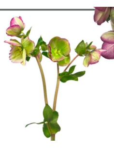 Helleborus purple 40 / 80 stems