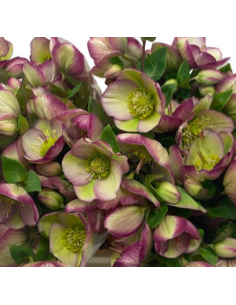 Helleborus purple 40 / 80 stems 2