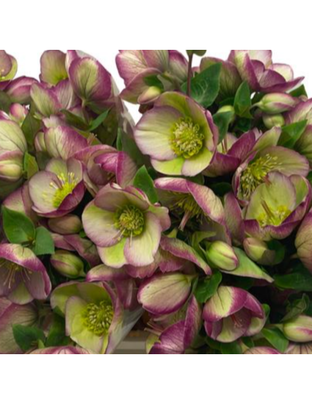 Helleborus purple 40 / 80 stems