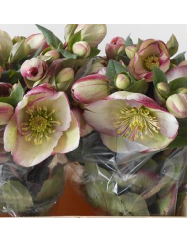 Helleborus purple 40 / 80 stems