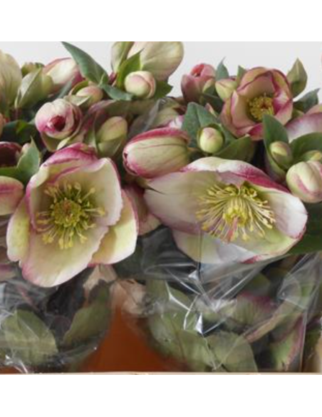 Helleborus purple 40 / 80 stems