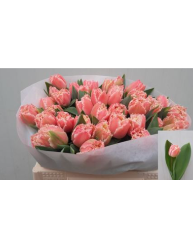 Tulip "queensland" pink 50 stems Tulip "queensland" pink 50 stems