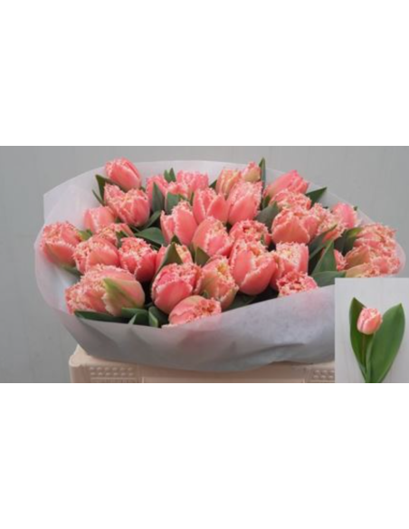 Tulip "queensland" pink 50 stems