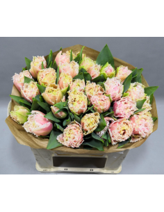 Tulip "queensland" pink 50 stems