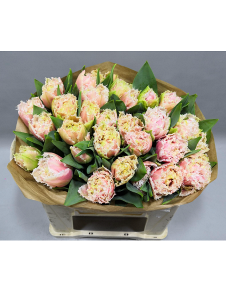 Tulip "queensland" pink 50 stems