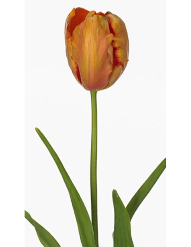 French Tulip "avignon" orange 50 stems French Tulip "avignon" orange 50 stems
