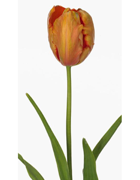 French Tulip "avignon" orange 50 stems