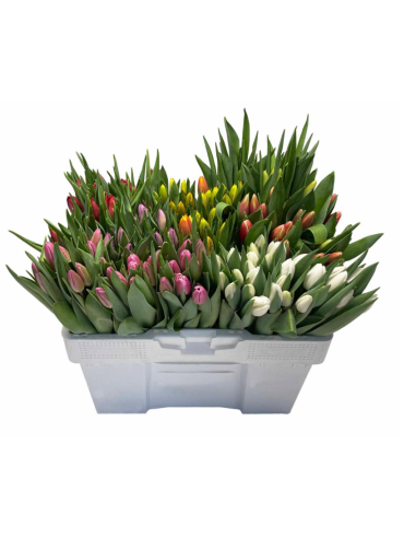 Premium Holland Tulips "franse" MIX Single Bloom 100  stems