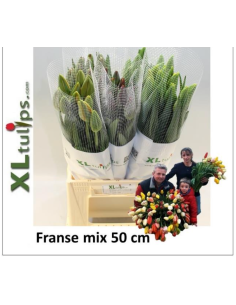Premium Holland Tulips "franse" MIX Single Bloom 100  stems 2