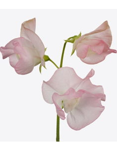 sweetpeas