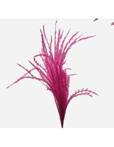 TINTED Stipa Feather Grass "cerise" Hot pink 100 stems