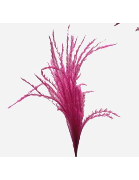 TINTED Stipa Feather Grass "cerise" Hot pink 100 stems