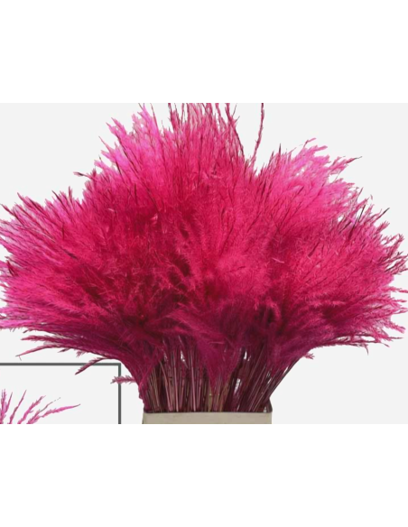 TINTED Stipa Feather Grass "cerise" Hot pink 100 stems