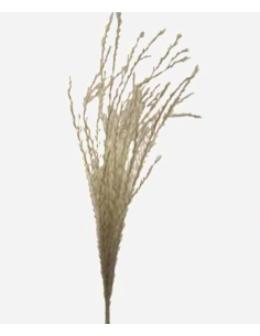 Stipa Feather Grass natural 100 stems
