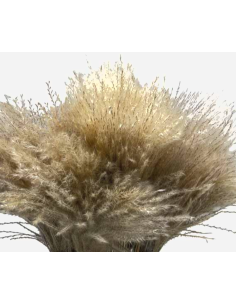 Stipa Feather Grass natural 100 stems 2